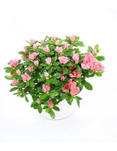 Azalea