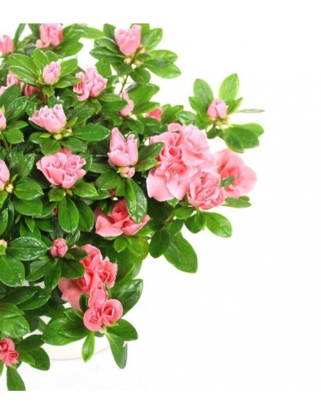 Azalea