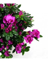Azalea