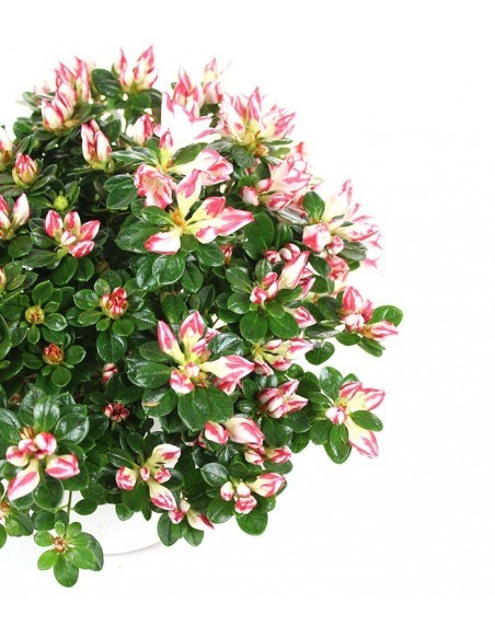 Azalea