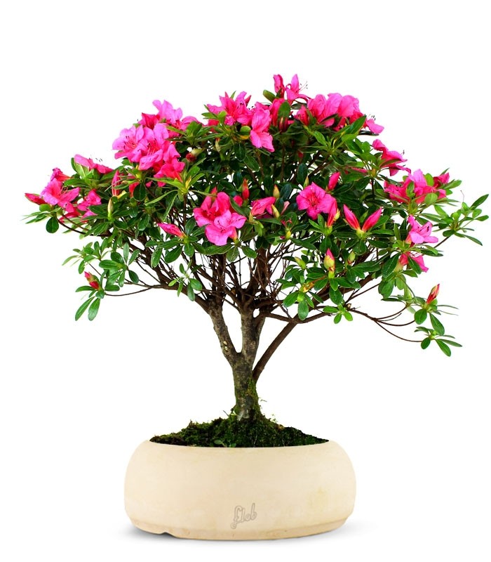 Azalea L