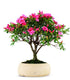 Azalea L