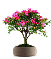 Azalea L