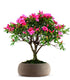 Azalea L
