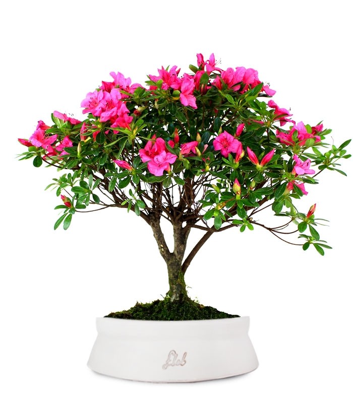 Azalea L
