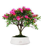 Azalea L