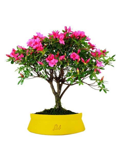 Azalea L