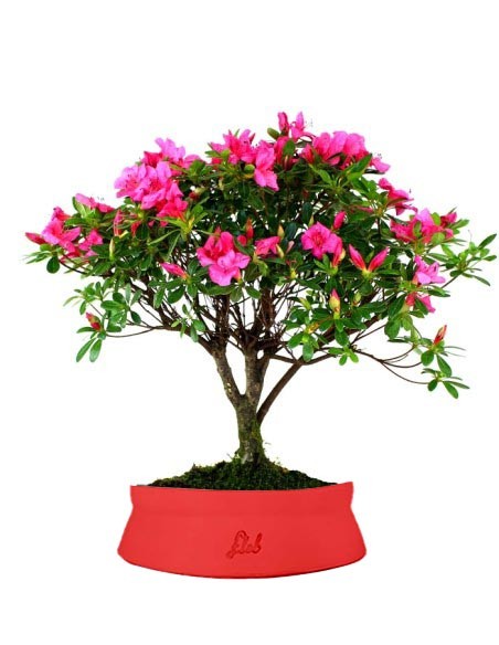 Azalea L