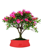 Azalea L