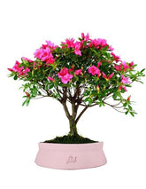 Azalea L