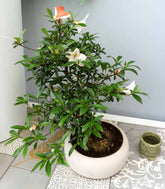 Azalea L