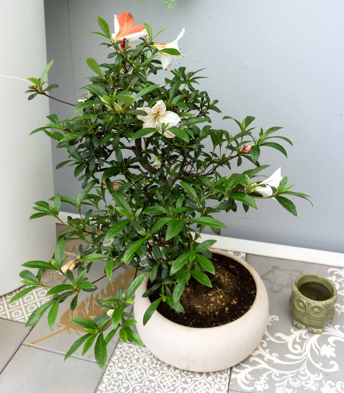 Azalea L
