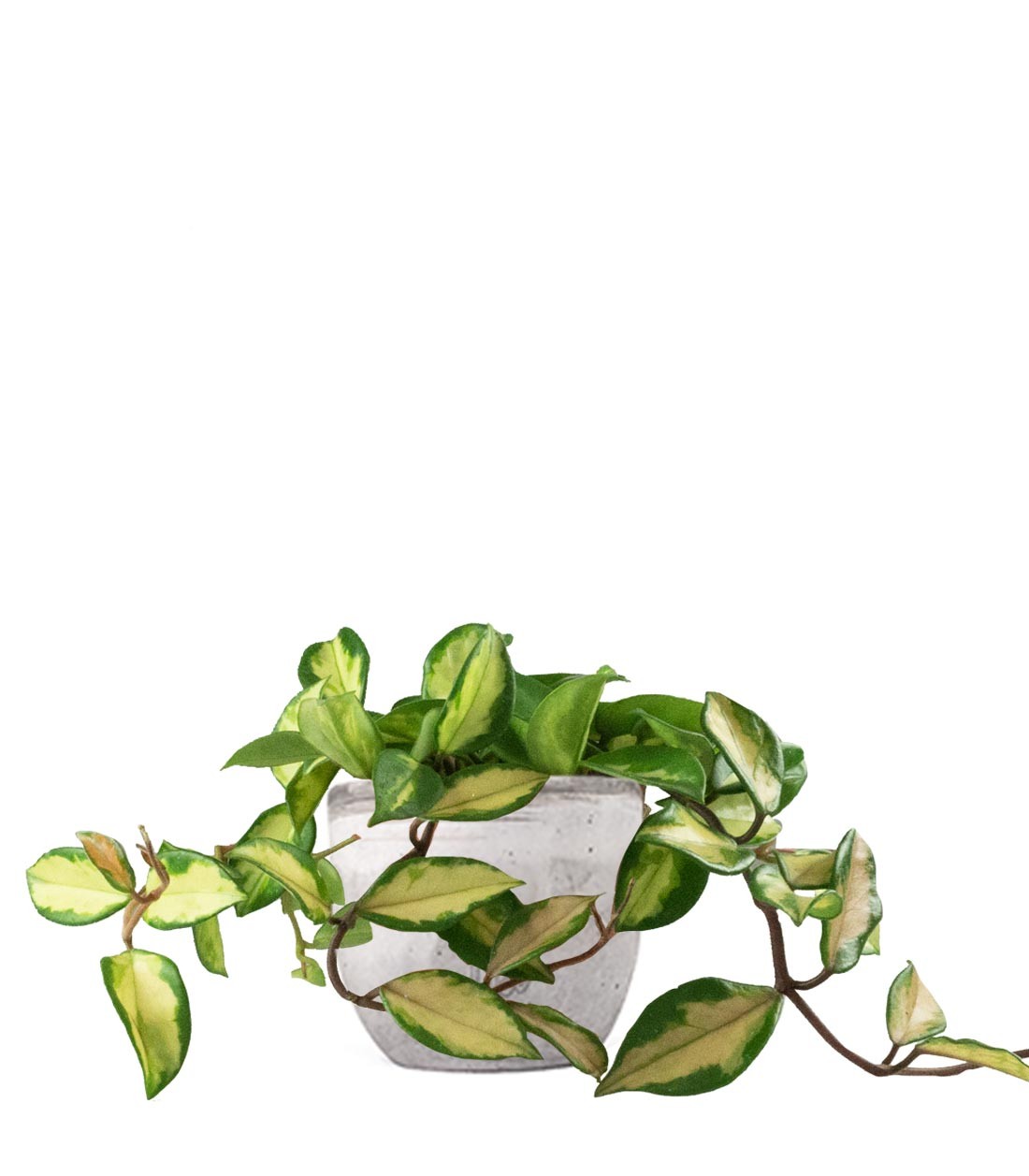 Hoya carnosa
