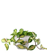 Hoya carnosa
