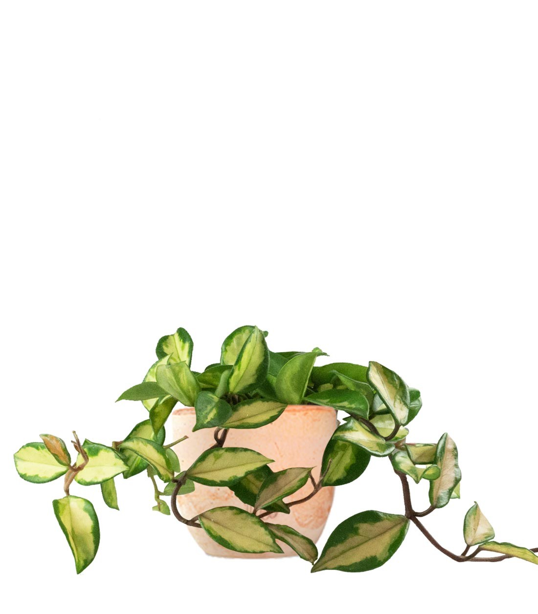 Hoya carnosa