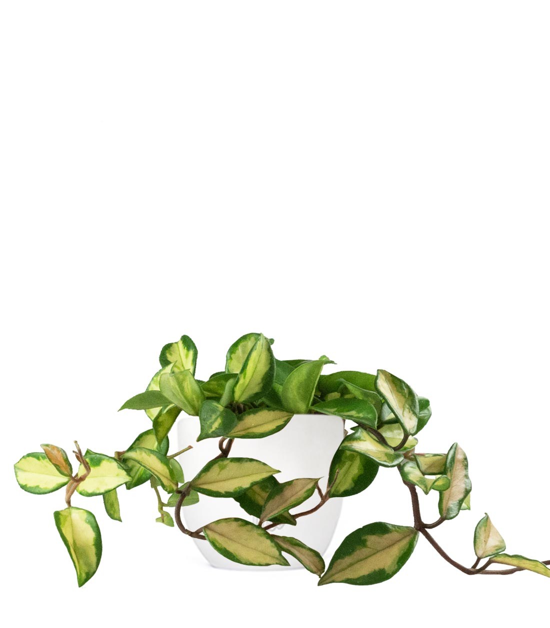 Hoya carnosa