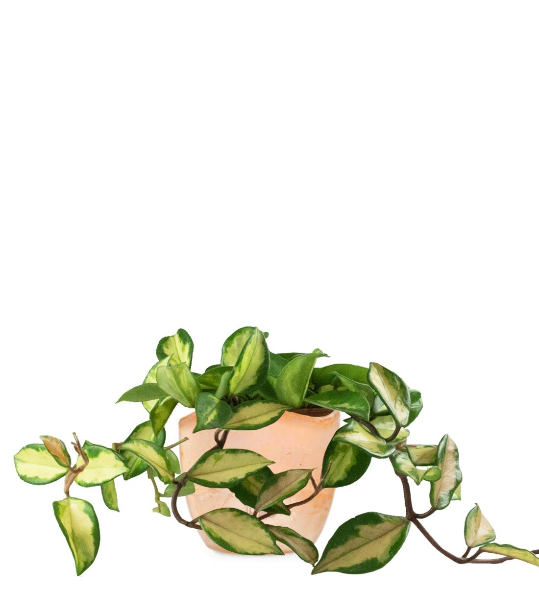 Hoya carnosa