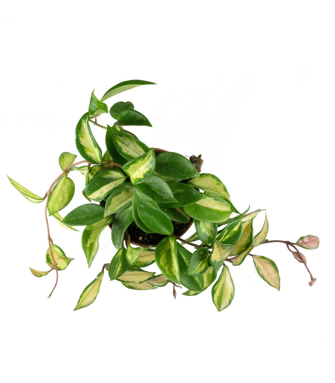 Hoya carnosa