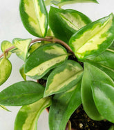 Hoya carnosa
