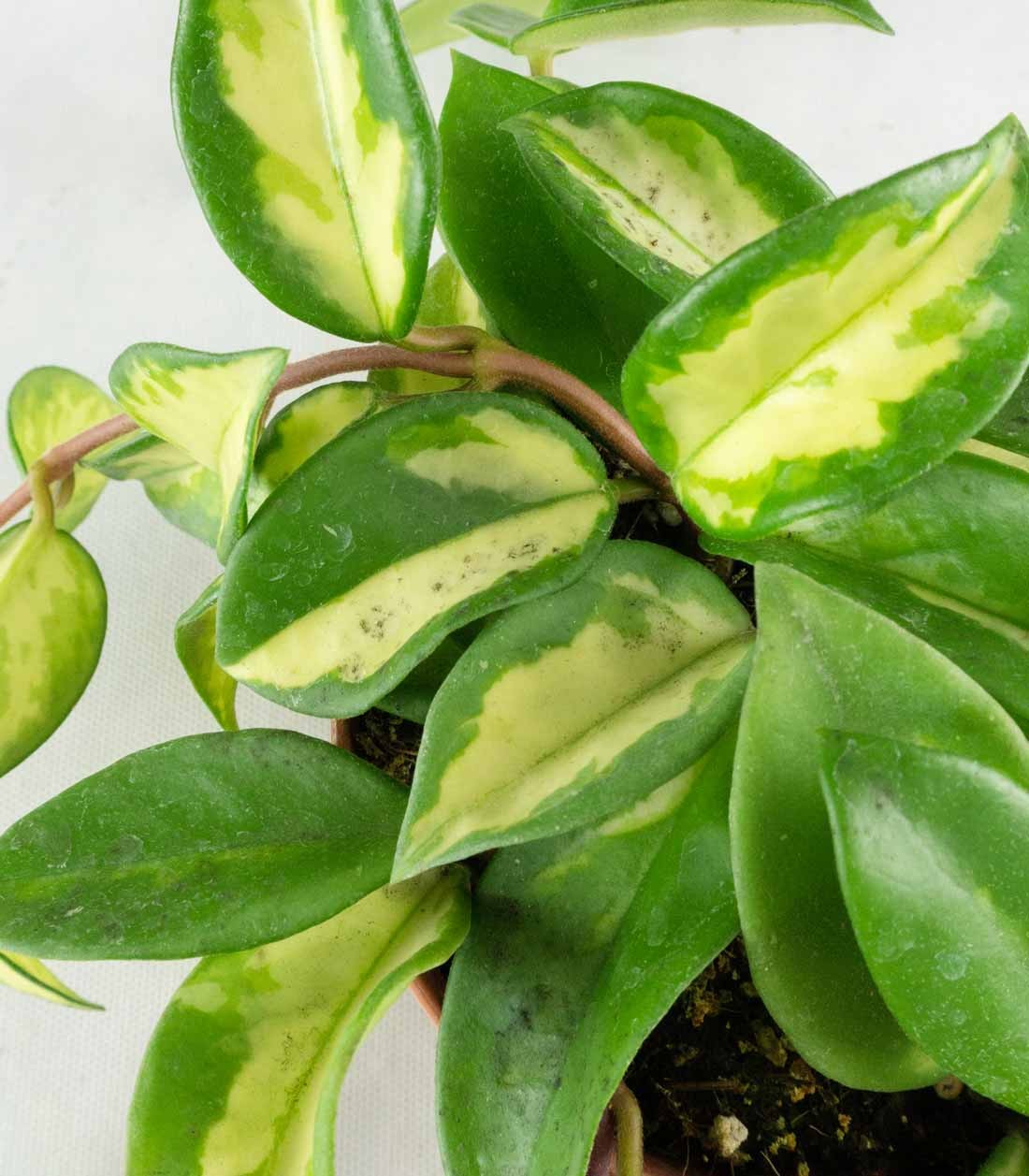 Hoya carnosa