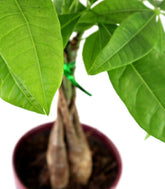 Pachira