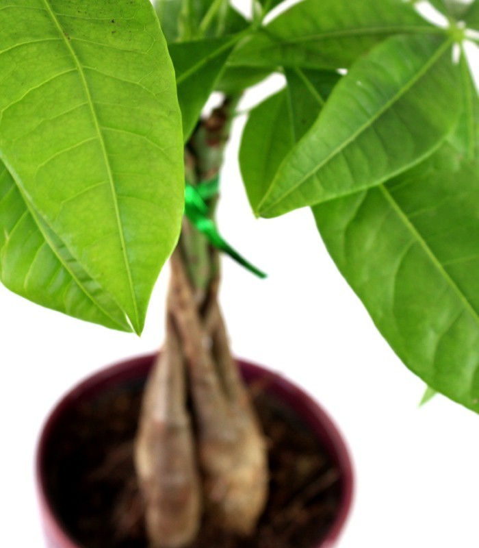 Pachira