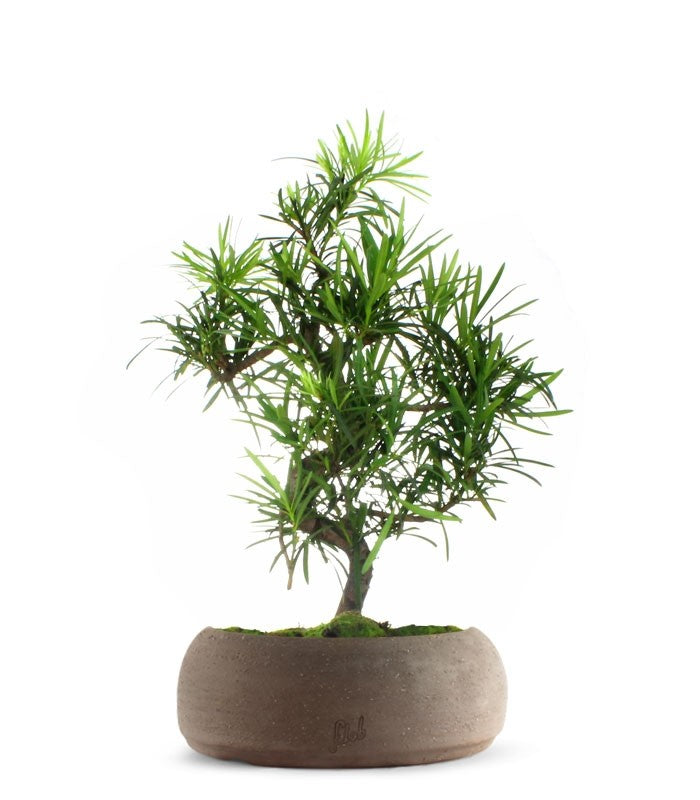 Podocarpus L