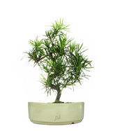 Podocarpus L