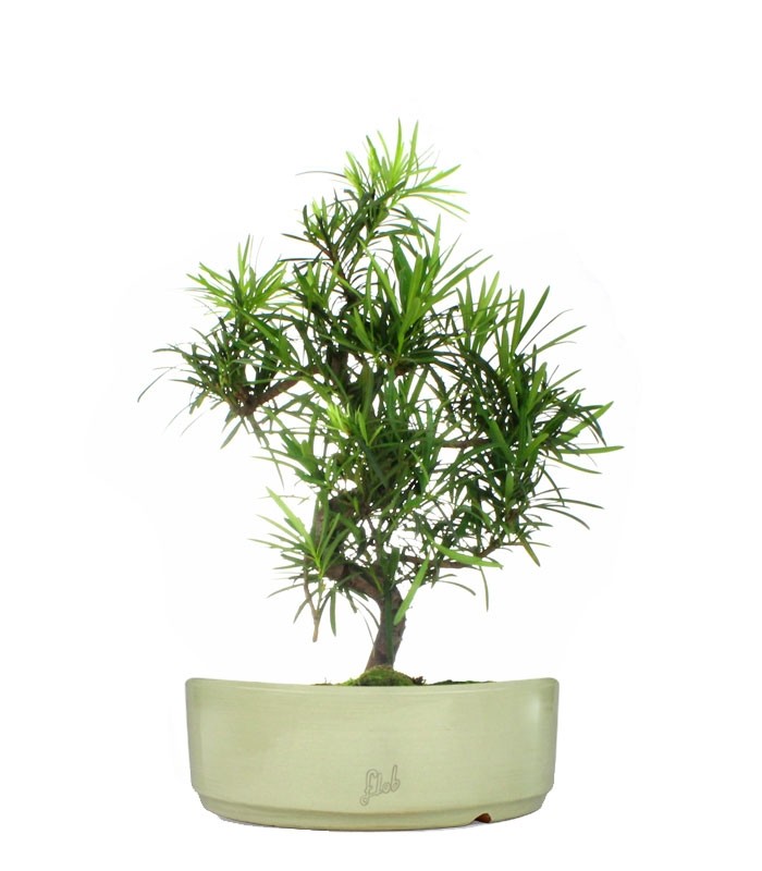 Podocarpus L
