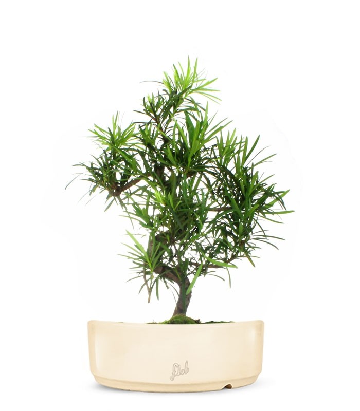 Podocarpus L