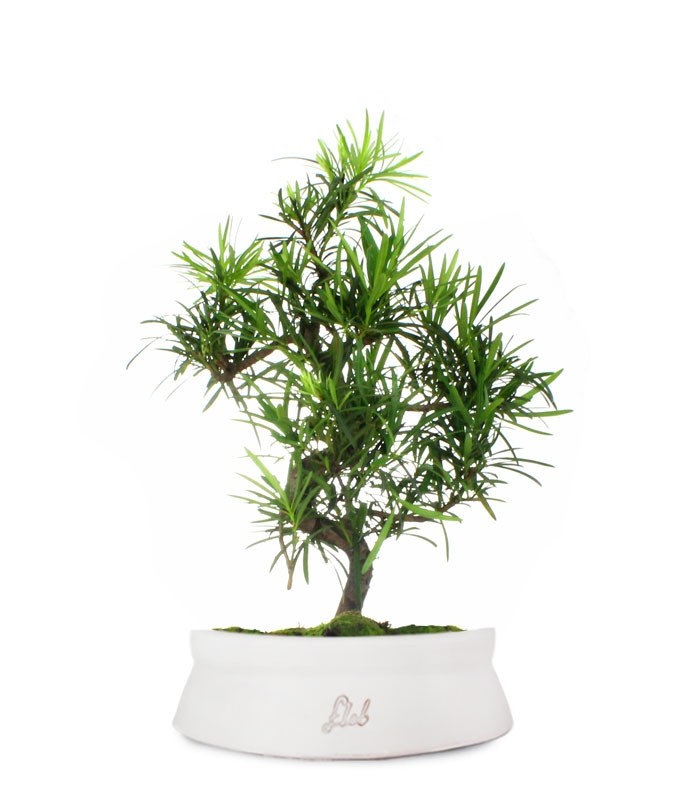 Podocarpus L