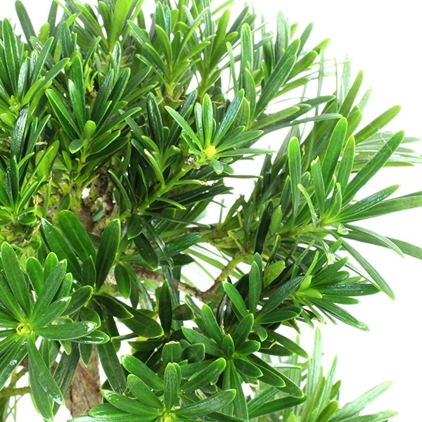 Podocarpus L