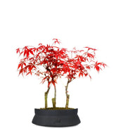 Acero rosso boschetto M