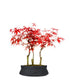 Acero rosso boschetto M
