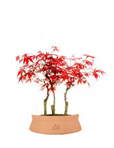 Acero rosso boschetto M