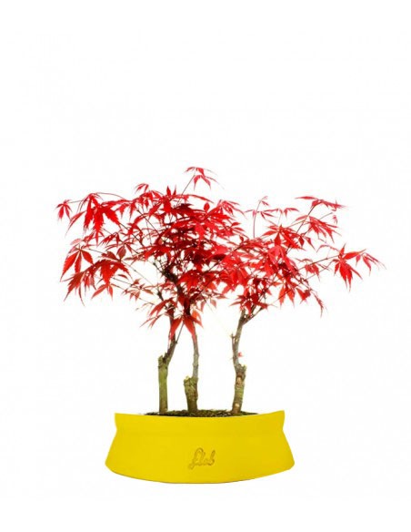 Acero rosso boschetto M
