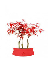 Acero rosso boschetto M