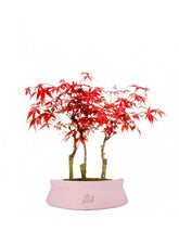 Acero rosso boschetto M