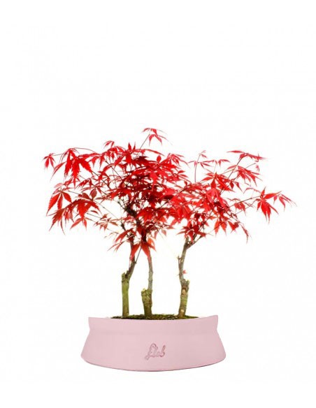 Acero rosso boschetto M