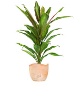 Cordyline Fruticosa Kiwi