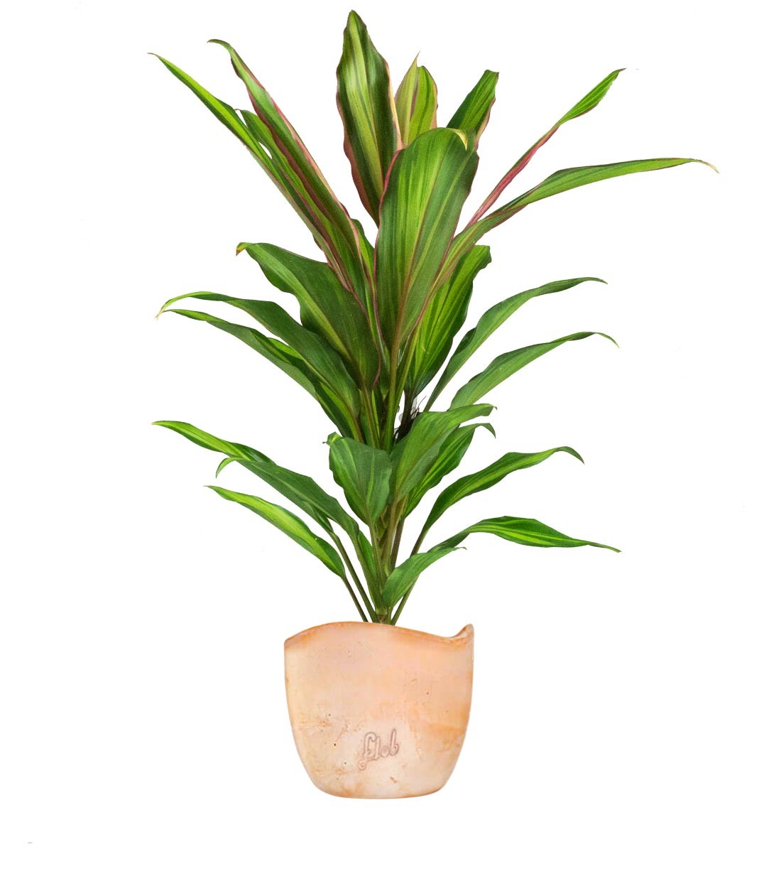 Cordyline Fruticosa Kiwi