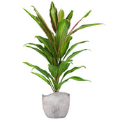 Cordyline Fruticosa Kiwi