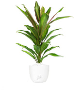 Cordyline Fruticosa Kiwi