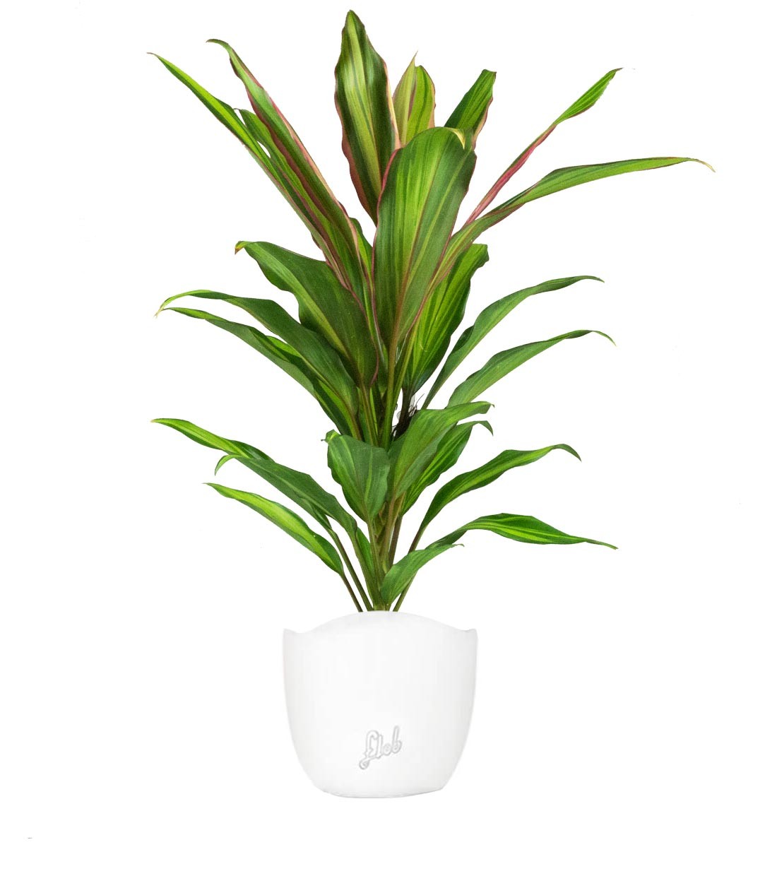 Cordyline Fruticosa Kiwi