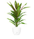 Cordyline Fruticosa Kiwi