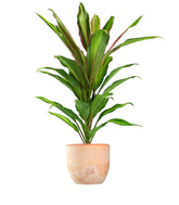 Cordyline Fruticosa Kiwi