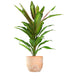 Cordyline Fruticosa Kiwi