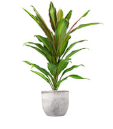 Cordyline Fruticosa Kiwi