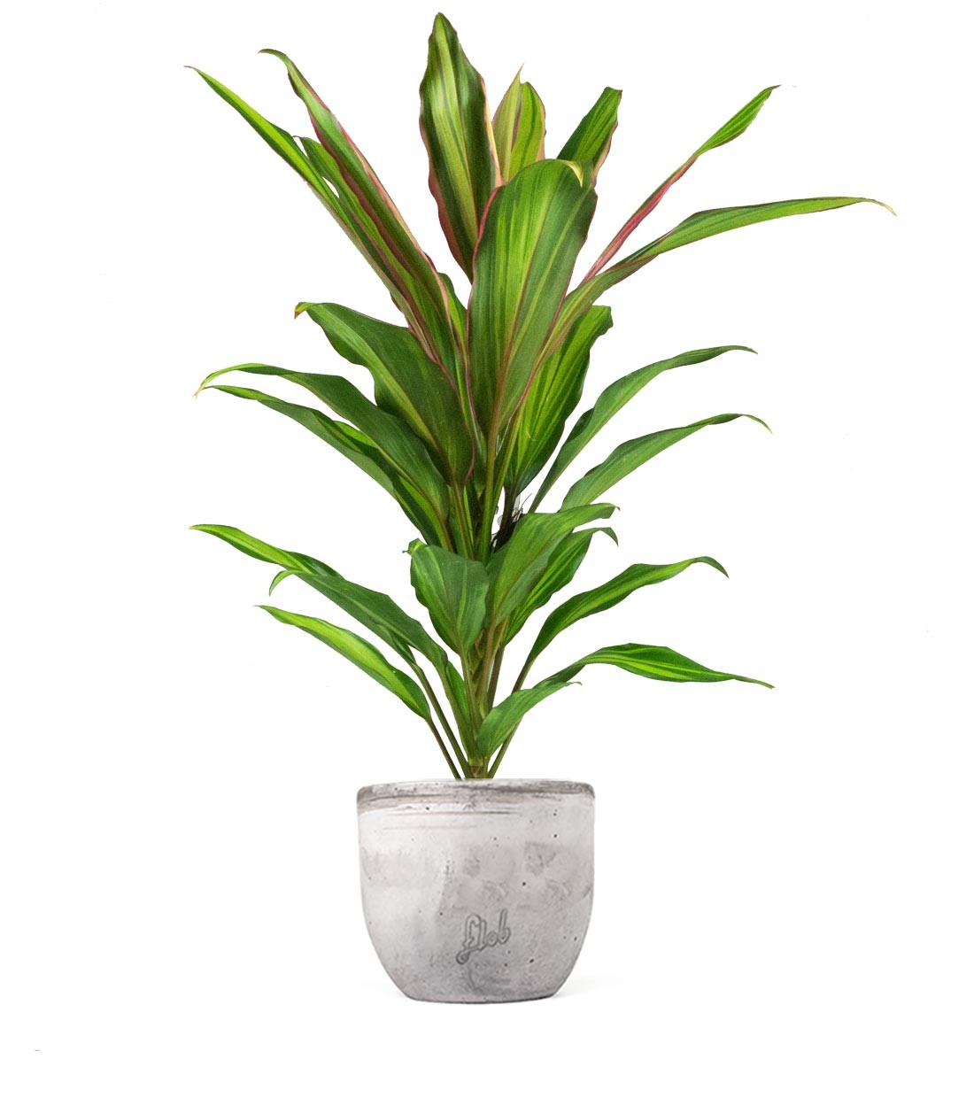Cordyline Fruticosa Kiwi