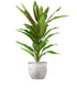 Cordyline Fruticosa Kiwi